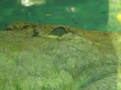 Crocodylus intermedius