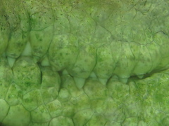 Crocodylus intermedius