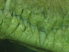 Crocodylus intermedius