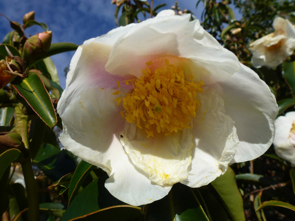 Camellia taliensis (Camellia taliensis)