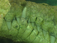 Crocodylus intermedius