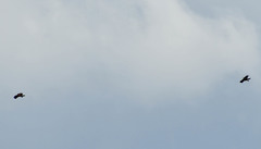 Buteo jamaicensis image