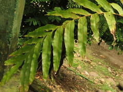 Phlebodium decumanum