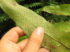 Phlebodium decumanum