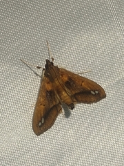 Diaphania fumosalis