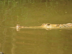 Crocodylus intermedius