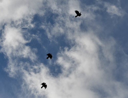Corvus ossifragus image