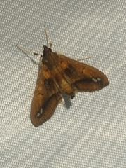Diaphania fumosalis