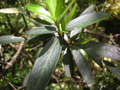 Pseudopanax linearis