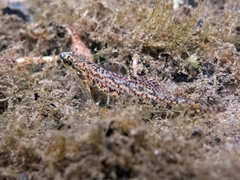 Etheostoma edwini