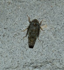 Orientus ishidae