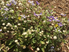 Clematis