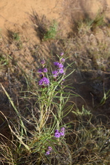Liatris squarrosa glabrata
