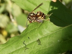 Vespula