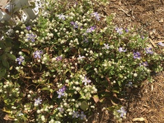 Clematis