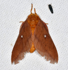 Anisota pellucida