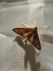 Diaphania fumosalis