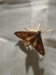 Diaphania fumosalis