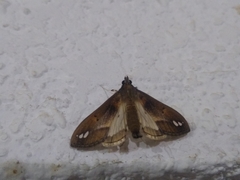Diaphania fumosalis