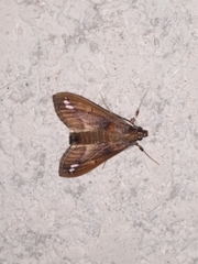 Diaphania fumosalis