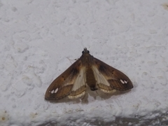 Diaphania fumosalis