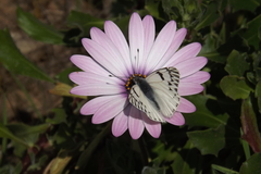 Tatochila mercedis mercedis