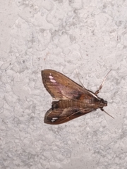 Diaphania fumosalis