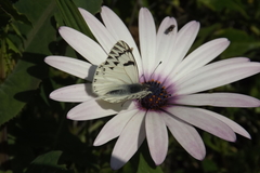 Tatochila mercedis mercedis