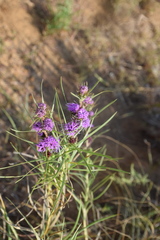Liatris squarrosa glabrata