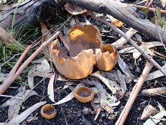 Peziza echinospora