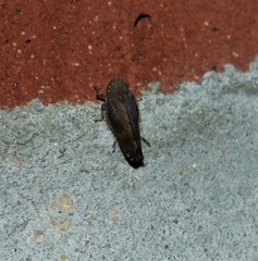 Orientus ishidae