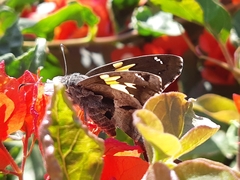 Chioides iverna