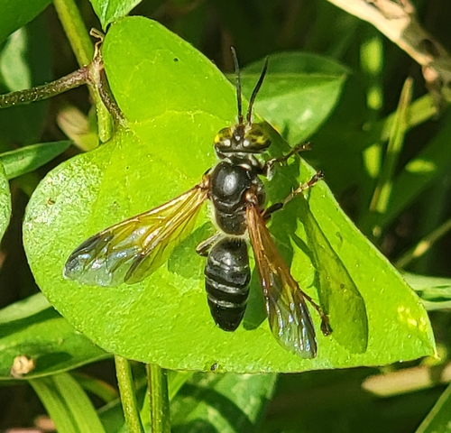 Tachytes guatemalensis photo 3