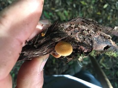 Gymnopilus eucalyptorum