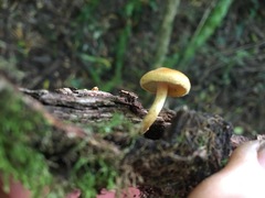 Gymnopilus eucalyptorum