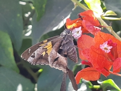Chioides iverna