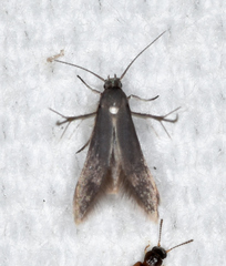 Schreckensteinia erythriella