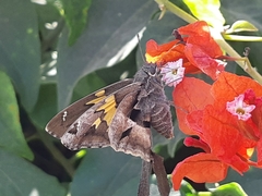 Chioides iverna
