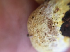 Gloeoporus phlebophorus