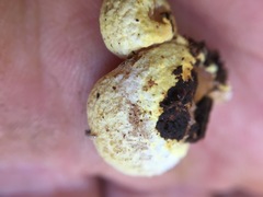 Gloeoporus phlebophorus