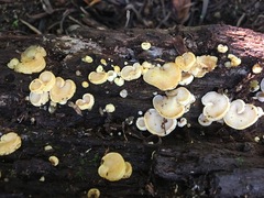 Gloeoporus phlebophorus