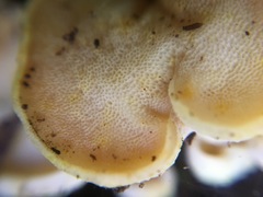Gloeoporus phlebophorus