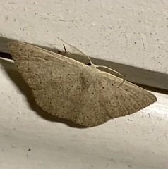 Cyclophora obstataria