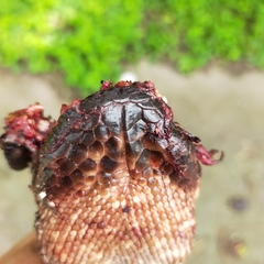 Heloderma exasperatum