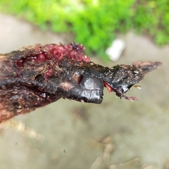 Heloderma exasperatum