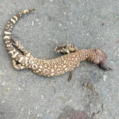 Heloderma exasperatum