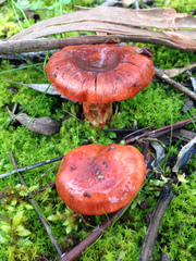 Cortinarius erythraeus