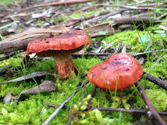 Cortinarius erythraeus