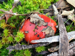 Cortinarius erythraeus