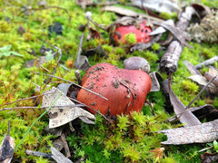 Cortinarius erythraeus
